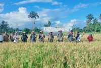 Foto: Bupati Kepulauan Sula Hj. Fifian Adeningsi Mus Didampingi Wakil Bupati H. M. Saleh Marasabessy dan Pimpinan OPD, Panen Padi.