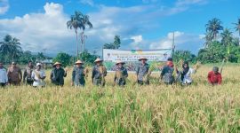 Foto: Bupati Kepulauan Sula Hj. Fifian Adeningsi Mus Didampingi Wakil Bupati H. M. Saleh Marasabessy dan Pimpinan OPD, Panen Padi.