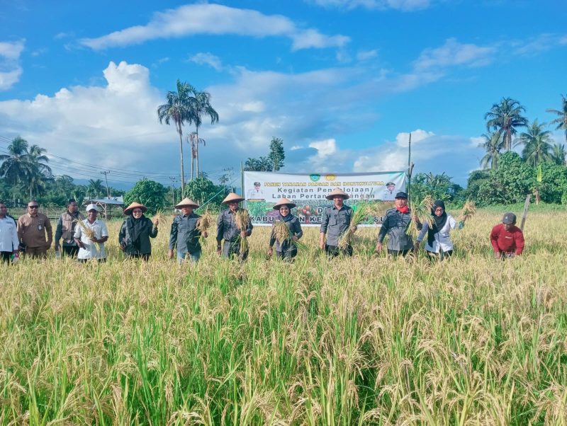 Foto: Bupati Kepulauan Sula Hj. Fifian Adeningsi Mus Didampingi Wakil Bupati H. M. Saleh Marasabessy dan Pimpinan OPD, Panen Padi.