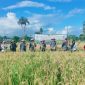 Foto: Bupati Kepulauan Sula Hj. Fifian Adeningsi Mus Didampingi Wakil Bupati H. M. Saleh Marasabessy dan Pimpinan OPD, Panen Padi.