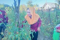 Foto: Bupati Kepulauan Sula Hj. Fifian Adeningsi Mus, Panen Tomat.