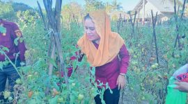 Foto: Bupati Kepulauan Sula Hj. Fifian Adeningsi Mus, Panen Tomat.