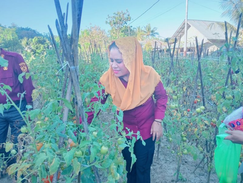 Foto: Bupati Kepulauan Sula Hj. Fifian Adeningsi Mus, Panen Tomat.