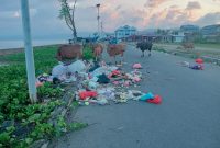 Foto: Sejumlah Ternak Sapi Menghamburkan Sampah di Jalan Raya Desa Fatcei.