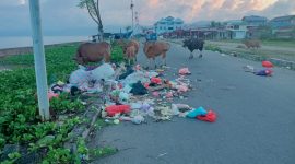 Foto: Sejumlah Ternak Sapi Menghamburkan Sampah di Jalan Raya Desa Fatcei.