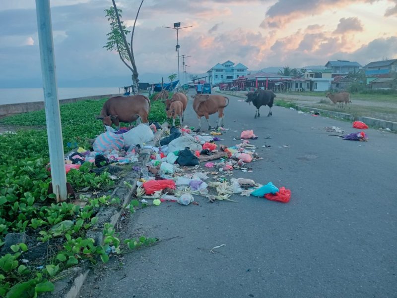 Foto: Sejumlah Ternak Sapi Menghamburkan Sampah di Jalan Raya Desa Fatcei.