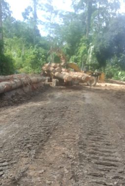 Ilegal Logging di Wailoba, Direktur CV. Anugerah 4 Mandiri Diduga Tak Peduli Perintah Presiden Prabowo