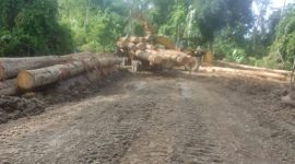 Dok: Lokasi Ilegal Logging di Desa Wailoba, Kecamatan Mangoli Tengah, Kepulauan Sula, Maluku Utara. 