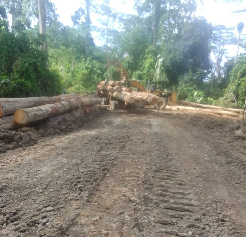 Dok: Lokasi Ilegal Logging di Desa Wailoba, Kecamatan Mangoli Tengah, Kepulauan Sula, Maluku Utara. 