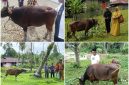 Dok: Pemda Kepulauan Sula Menyalurkan Hewan Qurban Kepada Masyarakat.