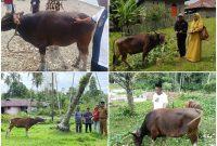 Dok: Pemda Kepulauan Sula Menyalurkan Hewan Qurban Kepada Masyarakat.