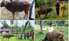 Pemda Sula Salurkan Hewan Qurban Sebanyak 48 Ekor Sapi
