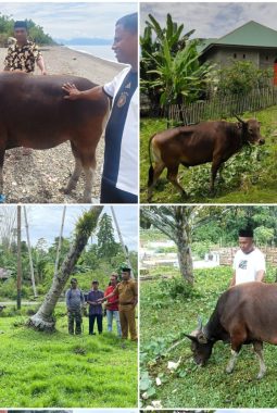 Pemda Sula Salurkan Hewan Qurban Sebanyak 48 Ekor Sapi