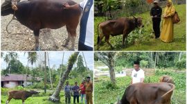 Dok: Pemda Kepulauan Sula Menyalurkan Hewan Qurban Kepada Masyarakat.