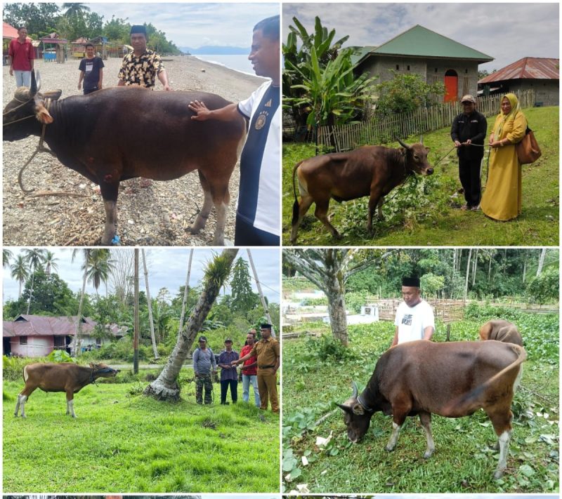 Dok: Pemda Kepulauan Sula Menyalurkan Hewan Qurban Kepada Masyarakat.