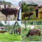 Dok: Pemda Kepulauan Sula Menyalurkan Hewan Qurban Kepada Masyarakat.